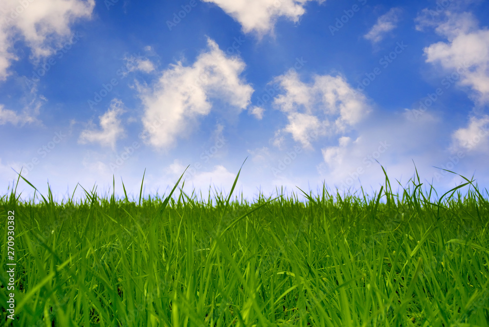 summer landscape with green grass and blue cloudy sky summer landscape with green grass and blue cloudy sky