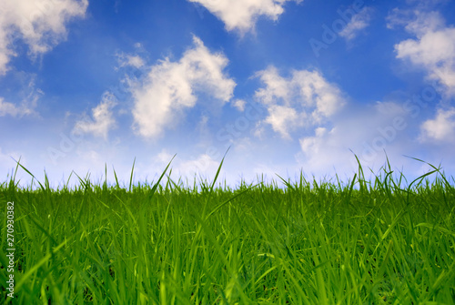 Fotografie summer landscape with green grass and blue cloudy sky