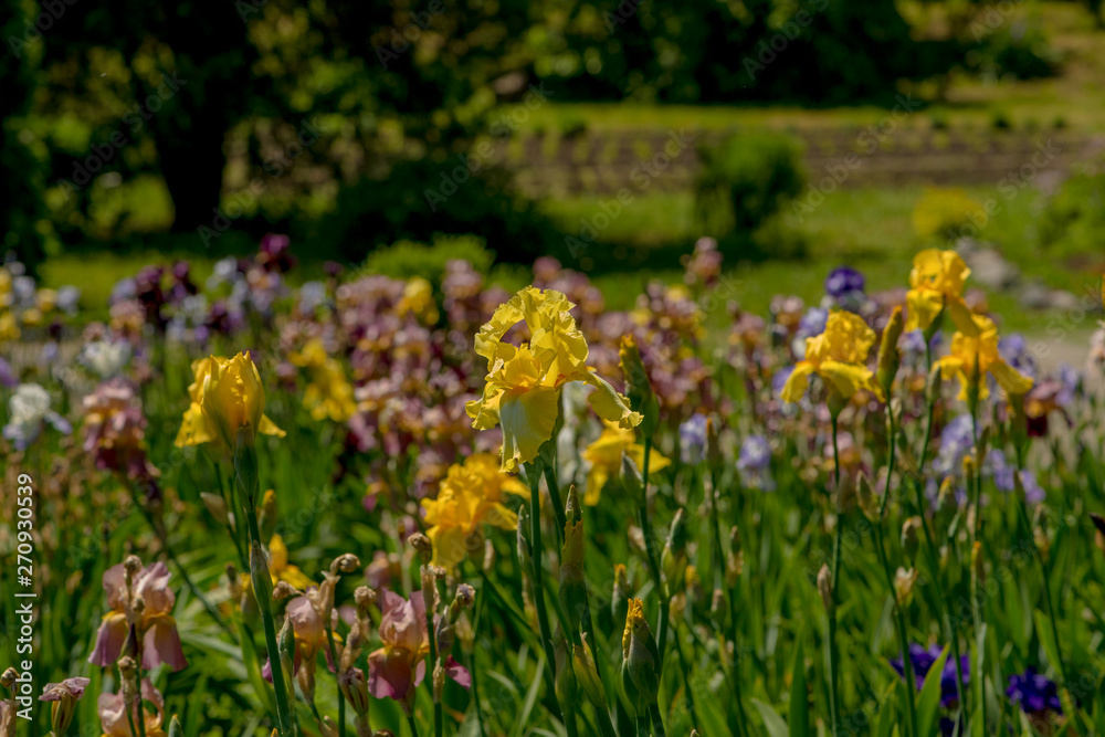 Picturesque views of blooming irises.