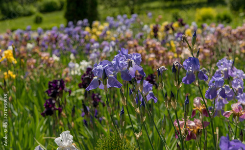 Picturesque views of blooming irises.