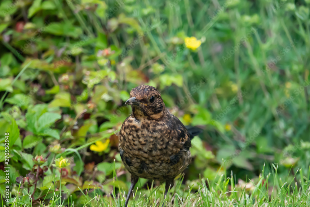 Eurasian Blackbird in Springtime Eurasian Blackbird in Springtime