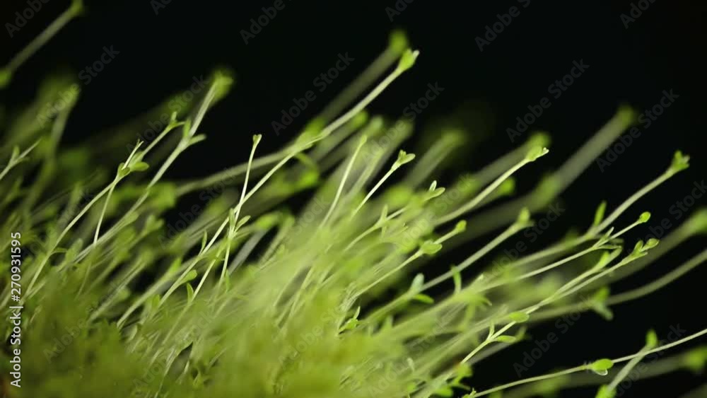 blured motion through green plants isolated on black background