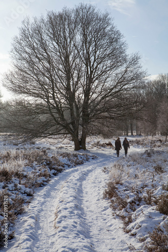 Winter Havelte Drente Netherlands. Snow. Walking