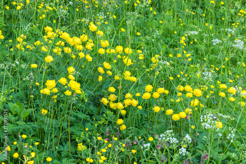 Meadow Flowers on a wonderful summer meadow