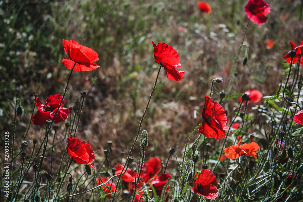 Naklejka premium Field of poppies on a sunset