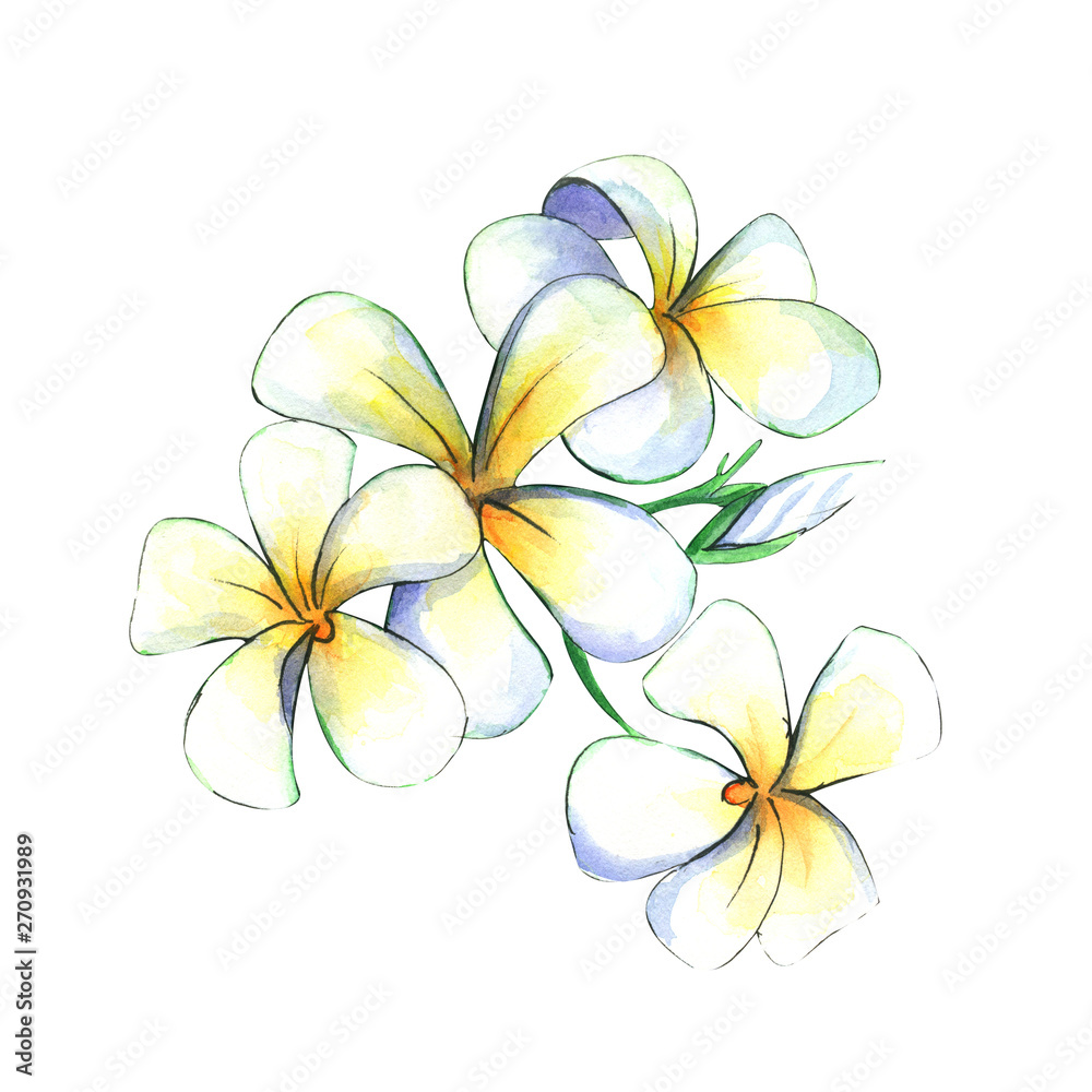 Obraz premium Hand drawn watercolor illustration of plumeria flowers - isolated on white background 