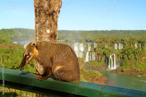 Fototapeta Naklejka Na Ścianę i Meble -  Raccoon-like Creatures Called Coati found at Iguazu Falls National Park, Foz do Iguacu, Brazil, South America