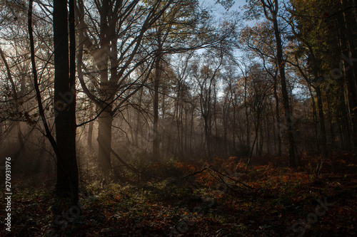 Morning sunlight in the forest. Foggy. Limburg Netherlands © A