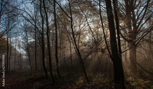 Morning sunlight in the forest. Foggy. Limburg Netherlands