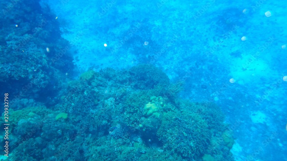 Coral in Columbia Reef Cozumel Mexico