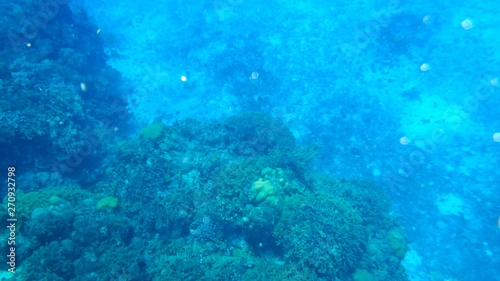 Coral in Columbia Reef Cozumel Mexico