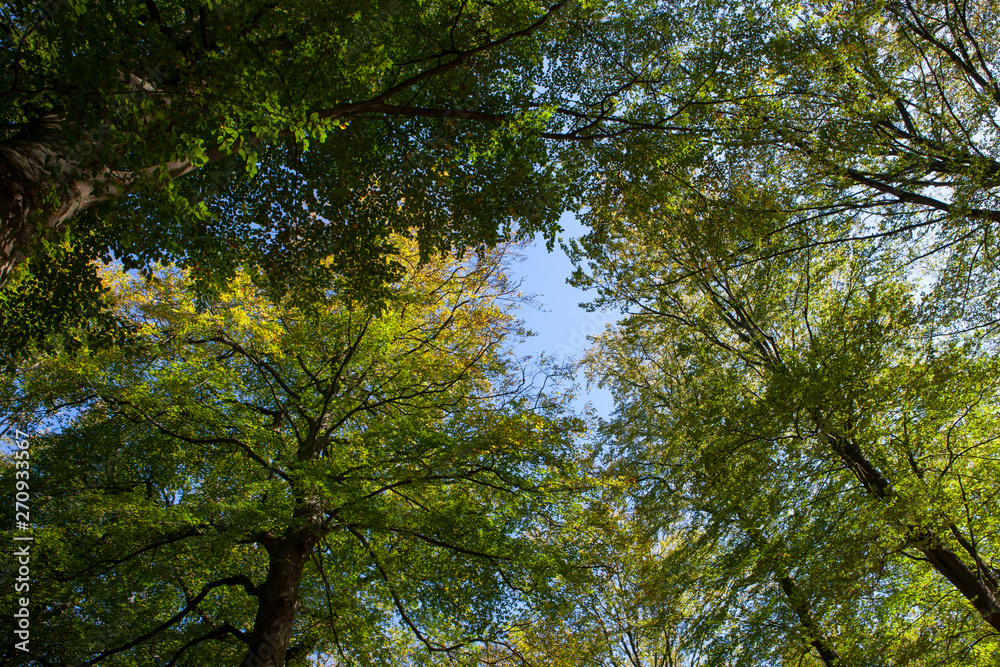 Hattem. Forest Netherlands Hattem. Forest Netherlands