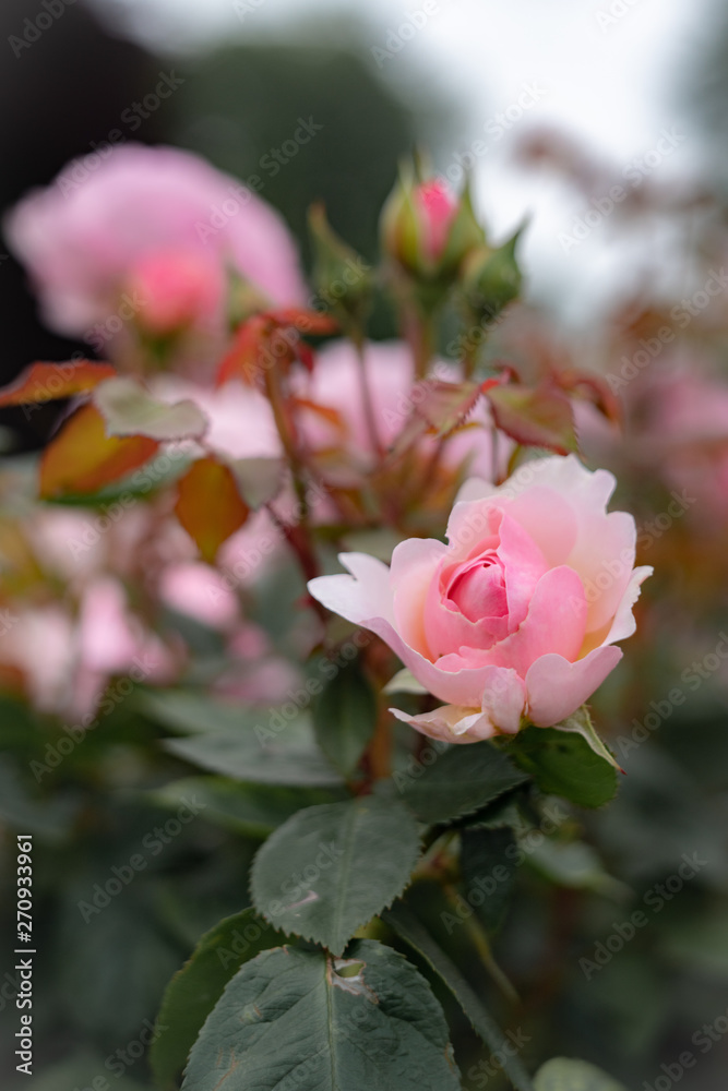 pink roses in the garden pink roses in the garden