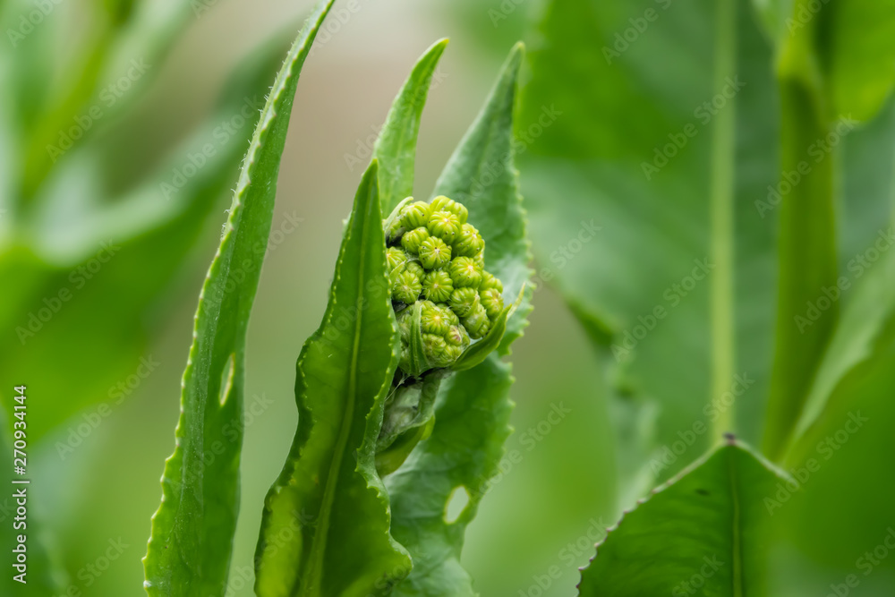 Golden Groundsel Flower Buds in Springtime Golden Groundsel Flower Buds in Springtime