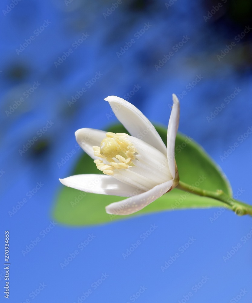 Orange.White orange flower on sky background Orange.White orange flower on sky background