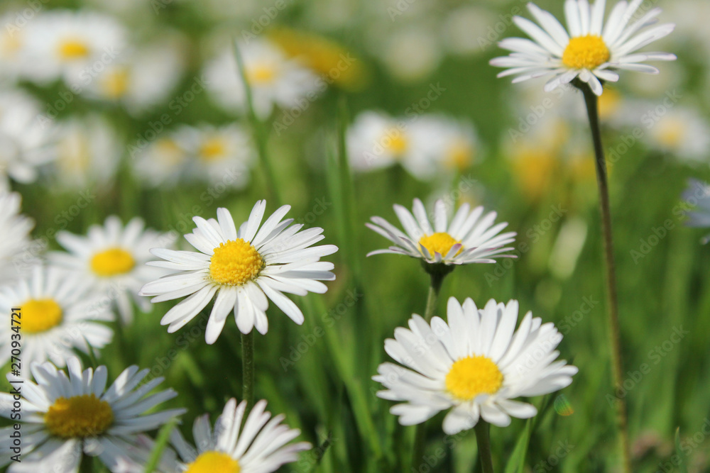 beautiful little daisy flowers closeup in the green grass in springtime beautiful little daisy flowers closeup in the green grass in springtime