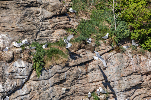 Seagull nesting in Lofoten Islands, Norway.