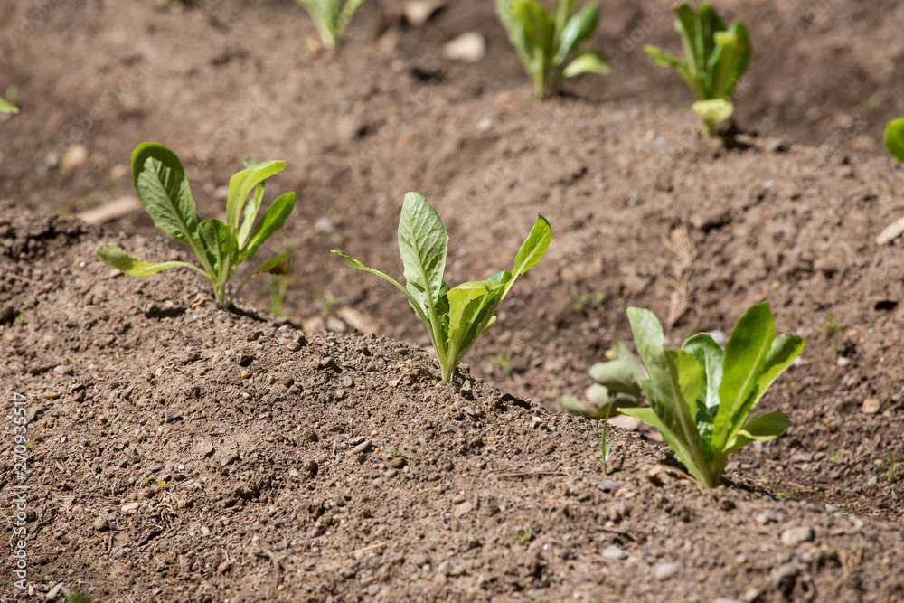 Young lettuce plantation Young lettuce plantation