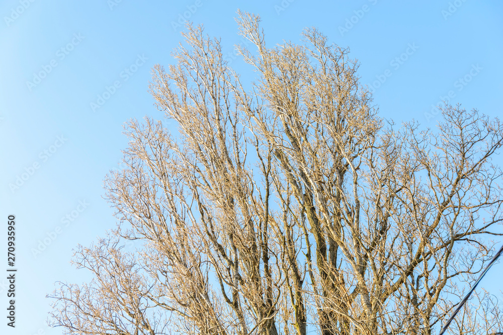Tree branches and clean blue sky background Tree branches and clean blue sky background