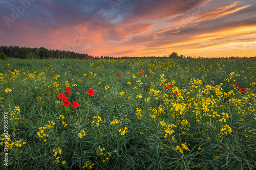 Sunset over the meadow with rapeseed and poppies