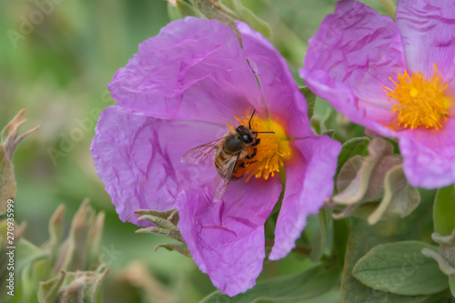 Honeybee on Grey Leaved Rock Rose Flower in Springtime