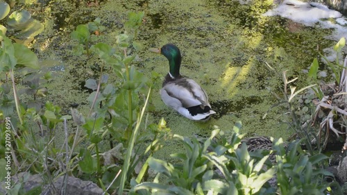 Pair of ducks, mallard. and duckweed