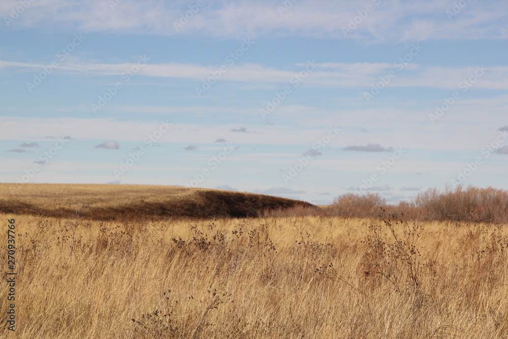 dry grass and blue sky