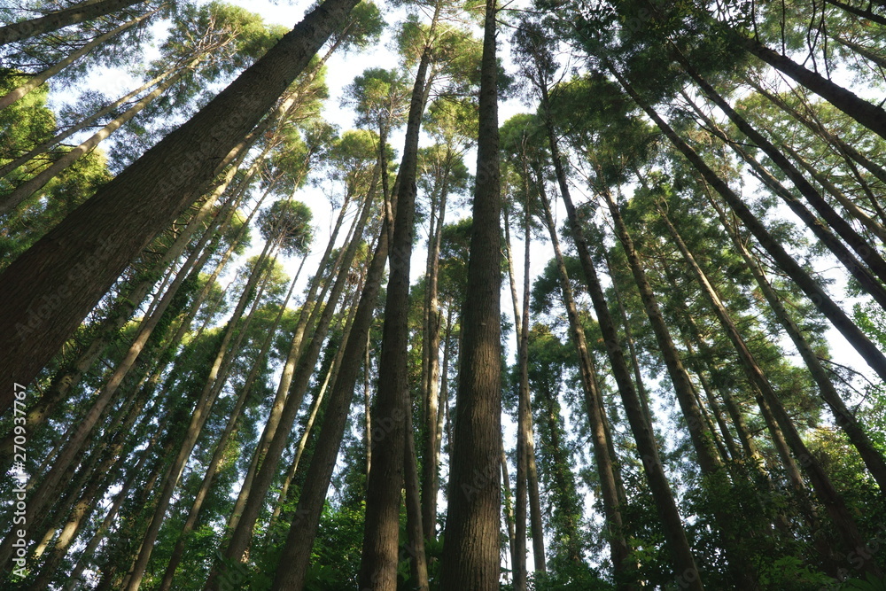 Obraz premium 森林