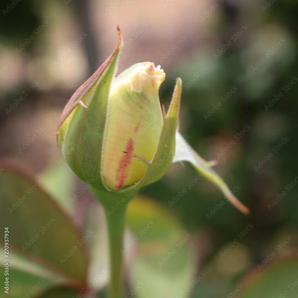 bud of flower bud of flower