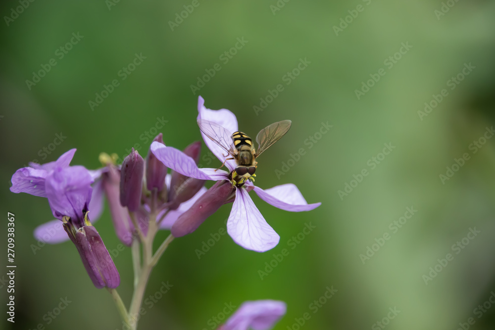 Fototapeta premium Migrant Hoverfly on Violet Cabbage Flowers in Springtime
