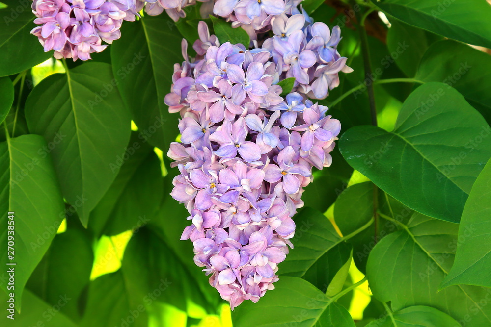 Flowers and leaves of a beautiful blooming spring lilac Flowers and leaves of a beautiful blooming spring lilac