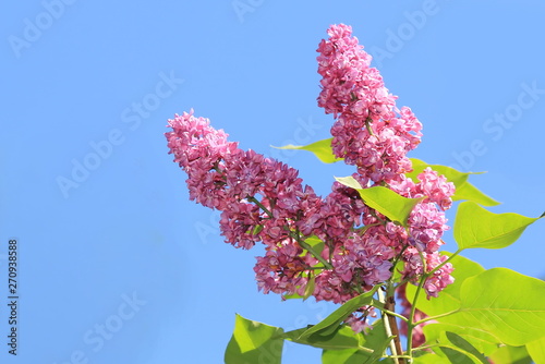 Delicate flowers blooming pink spring lilac against the blue sky photo