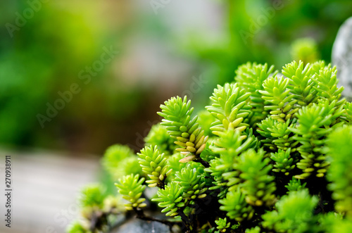 Abstract blur the green background and fresh condition  little plant