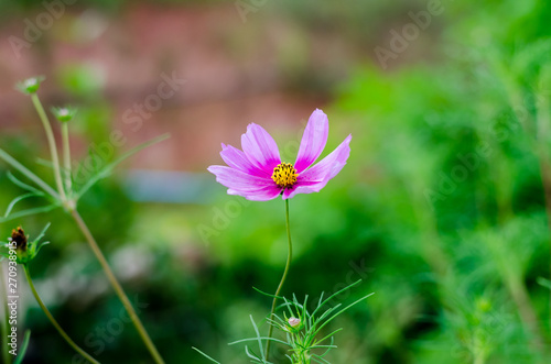 The Pink cosmos flowers in the garden