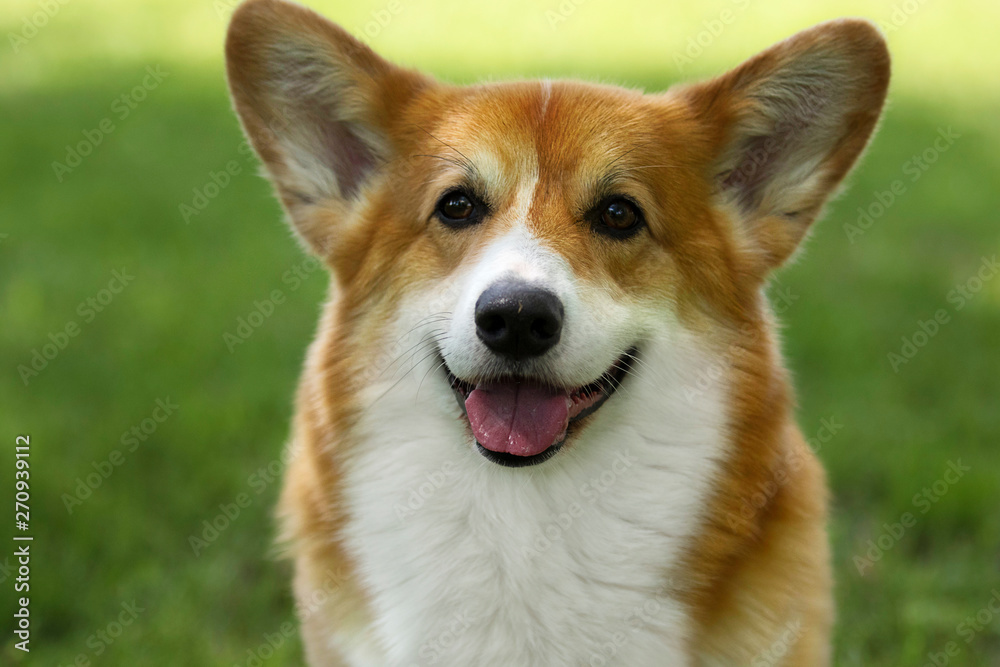 dog for a walk, welsh corgi breed dog for a walk, welsh corgi breed