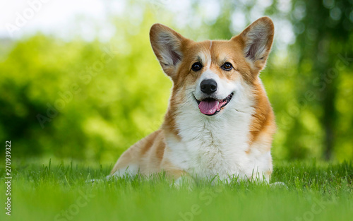 Quadro su tela dog for a walk, welsh corgi breed