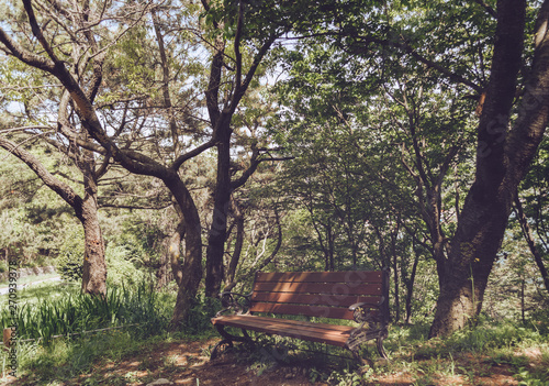 bench at Taejongdae park photo