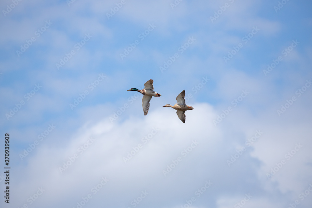 Fototapeta premium Mallards in flight 1