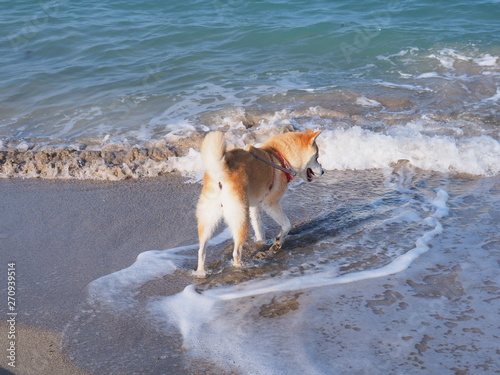 海岸で水遊び