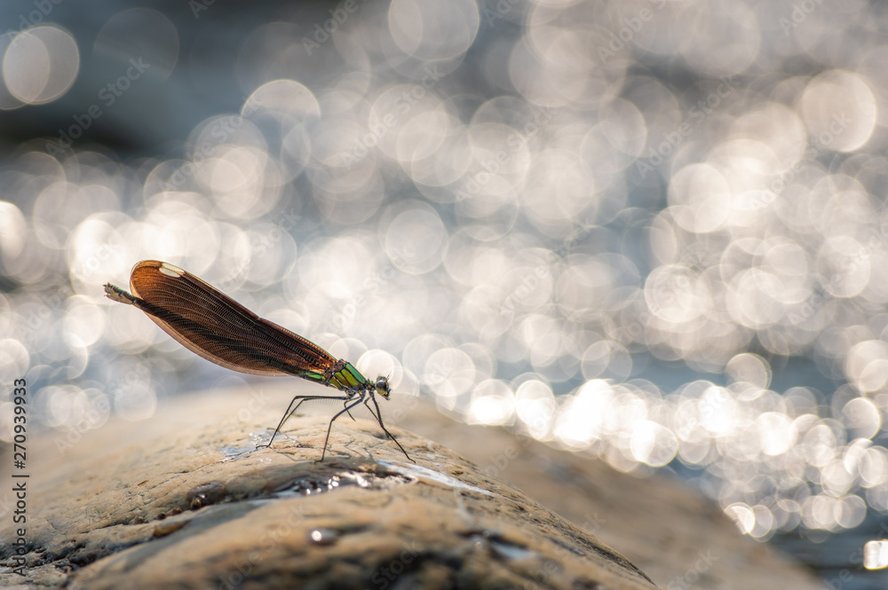 Obraz premium アオハダトンボと川面の輝き