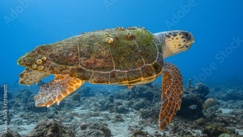 Loggerhead Sea Turtle in coral reef of Caribbean Sea around Curacao
