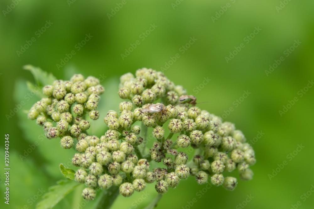 Rayed Tansy Flower Buds in Springtime