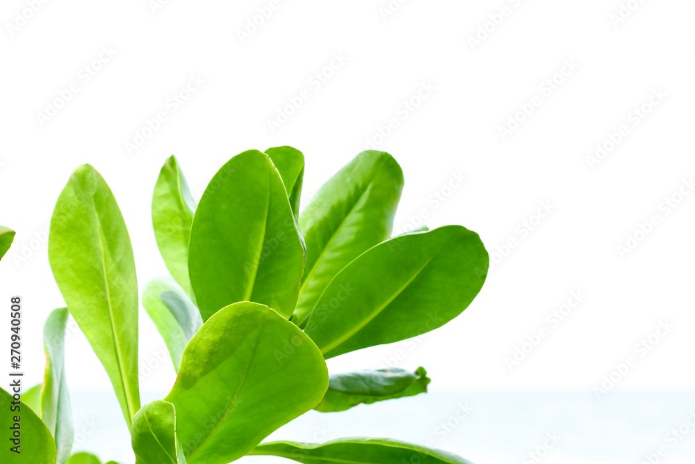 Fototapeta premium green leaves in front of sea view.
