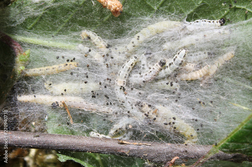 Apple ermine moth or Yponomeuta malinellus. Larvae colony on branch of hackberry or Prunus padus photo