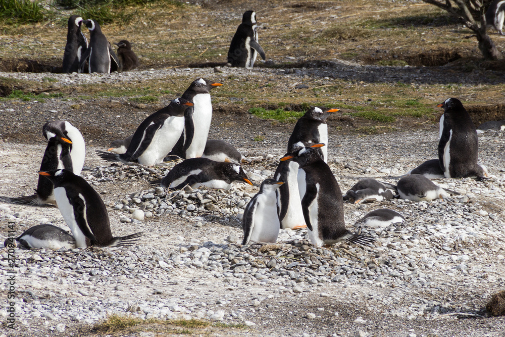 Fototapeta premium Gentoo penguins, Ushuaia, Argentina
