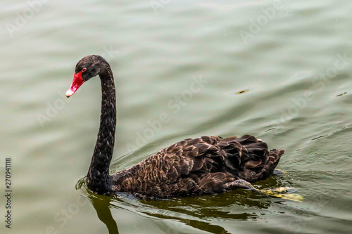 Fototapeta Naklejka Na Ścianę i Meble -  Black Swan is swimming