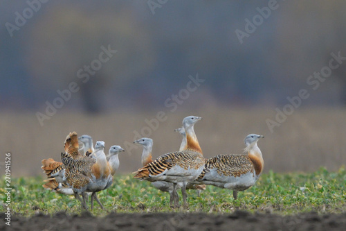Fotografía Great Bustard (Otis tarda) on the field in springtime