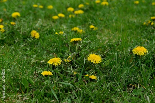 Yellow dandelions in green grass © yaroslavartist