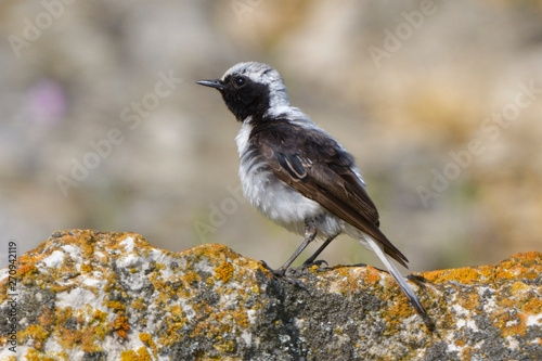 Pied wheatear on a rock