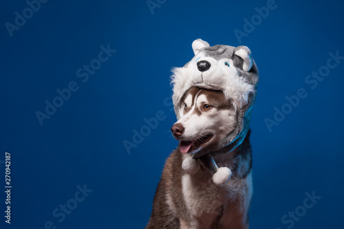 Funny siberian husky dog is in warm cap with animal ear flaps. Portrait of cute and beautiful dog breed siberian husky in costume hat  sitting among blue background